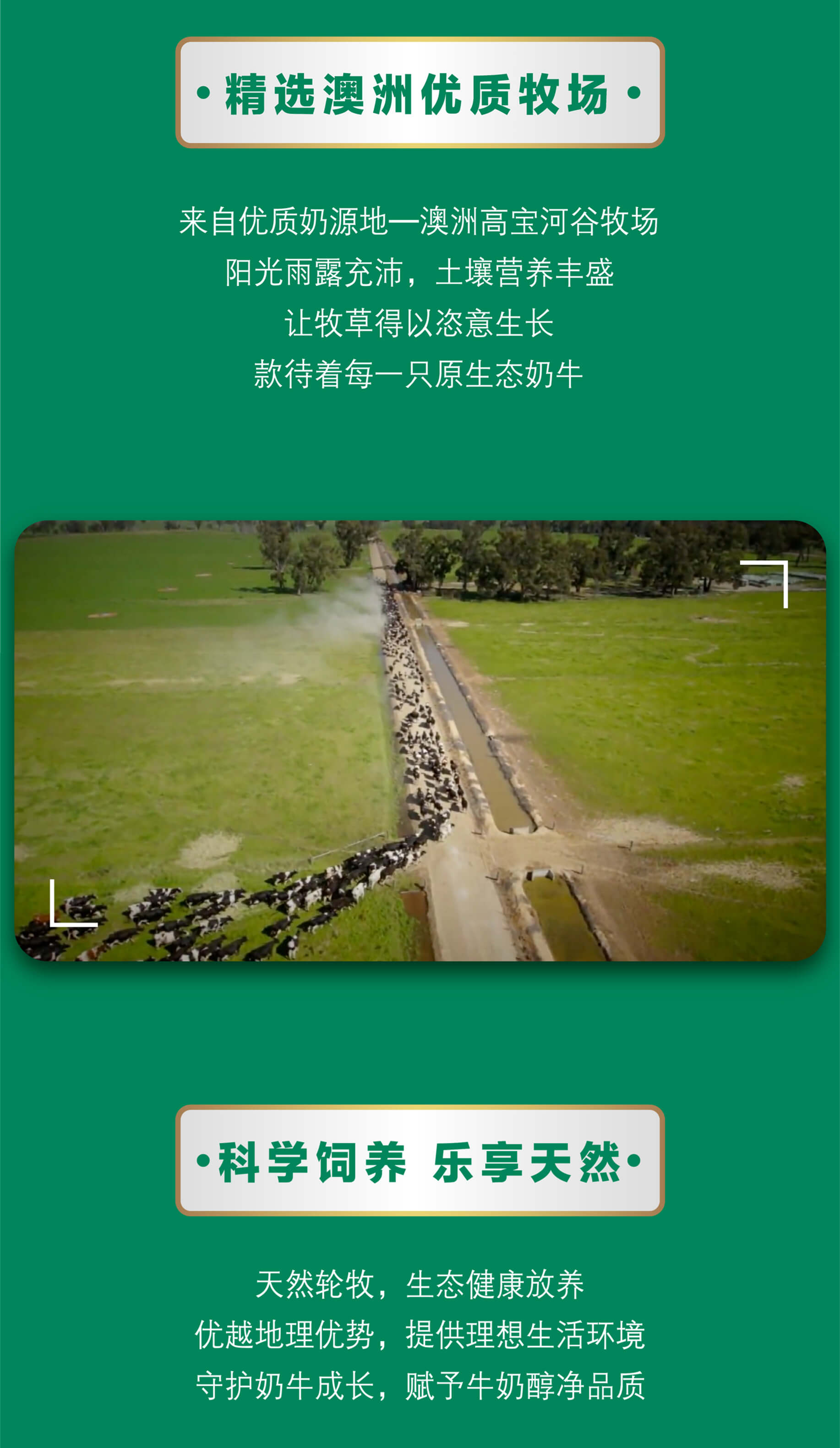 蒙牛纯牛奶
