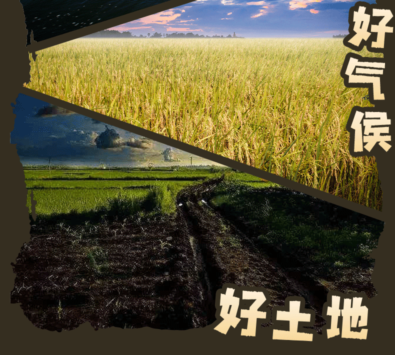 大米