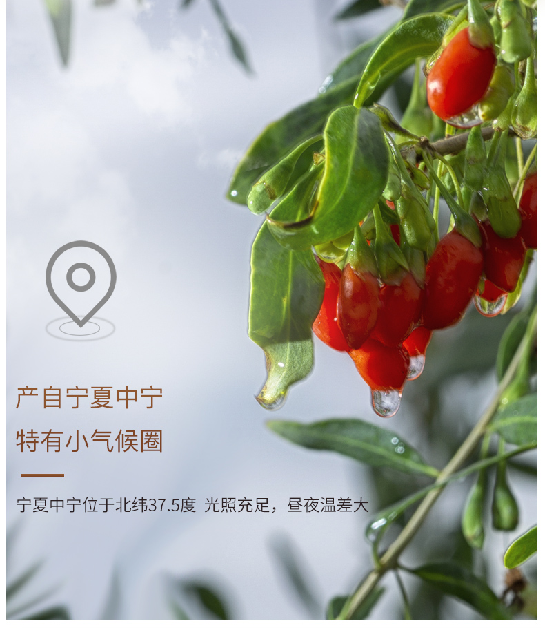 枸杞