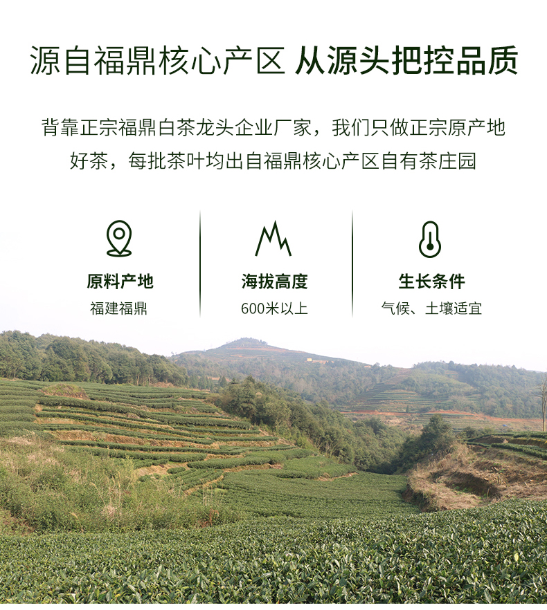白茶